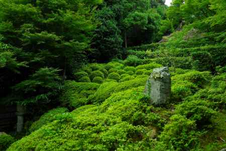 夏の金福寺庭園5