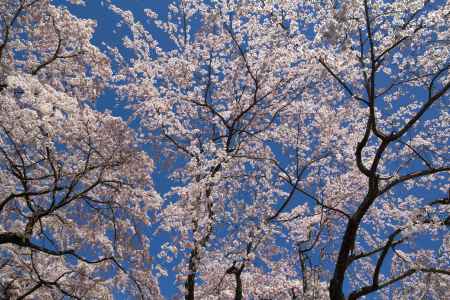 醍醐寺の桜5