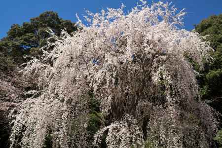 醍醐寺の桜20