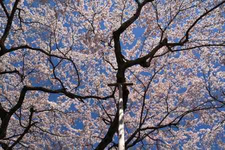 醍醐寺三宝院の桜6