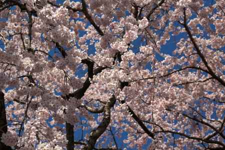 醍醐寺三宝院の桜9