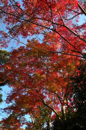 金福寺の紅葉3