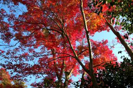 金福寺の紅葉4