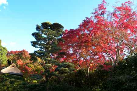 金福寺の紅葉9