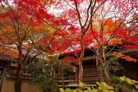 勝持寺の紅葉8