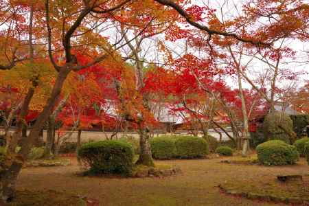 勝持寺の紅葉13