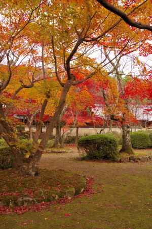 勝持寺の紅葉14
