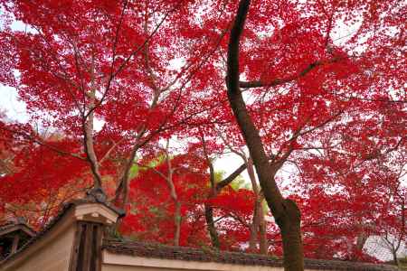 勝持寺の紅葉22