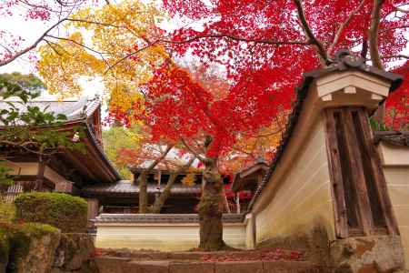 勝持寺の紅葉23