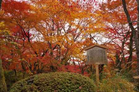 勝持寺の紅葉25