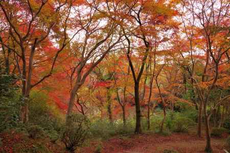 勝持寺の紅葉28
