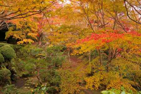 勝持寺の紅葉29