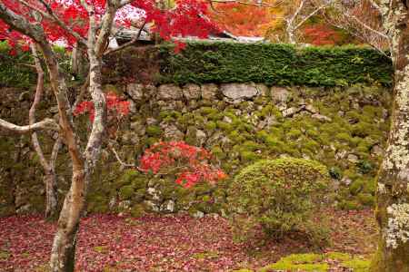 勝持寺の紅葉30
