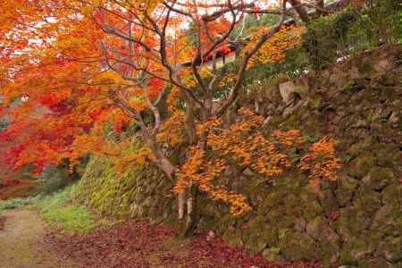 勝持寺の紅葉31