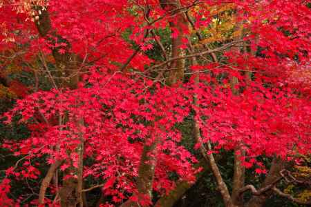 勝持寺の紅葉32