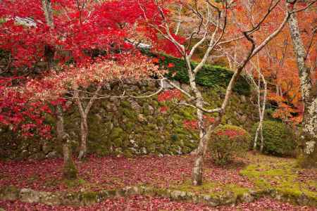 勝持寺の紅葉33