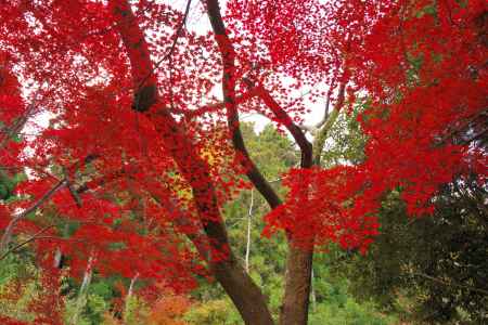 勝持寺の紅葉35