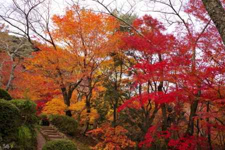 勝持寺の紅葉38