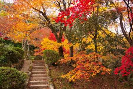 勝持寺の紅葉39