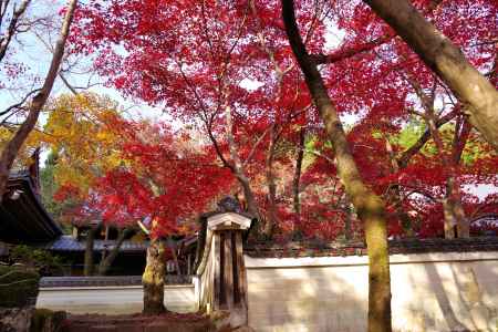 勝持寺の紅葉50