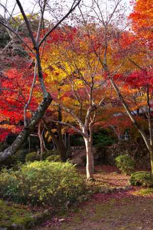 勝持寺の紅葉51