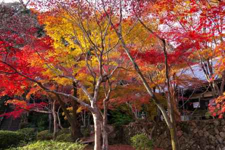 勝持寺の紅葉53