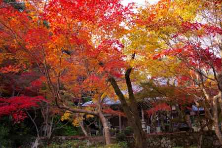 勝持寺の紅葉54