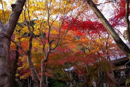 勝持寺の紅葉55