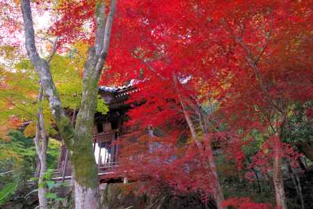 勝持寺の紅葉57