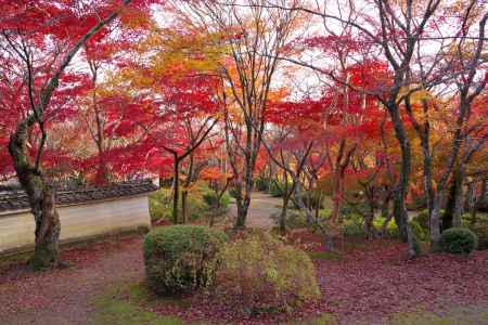 勝持寺の紅葉