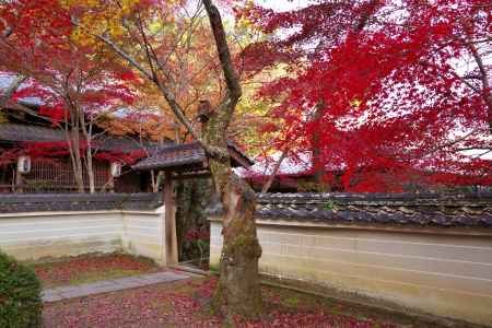 勝持寺の紅葉