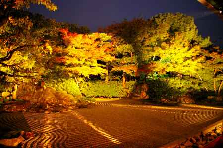 秋の圓徳院　ライトアップ