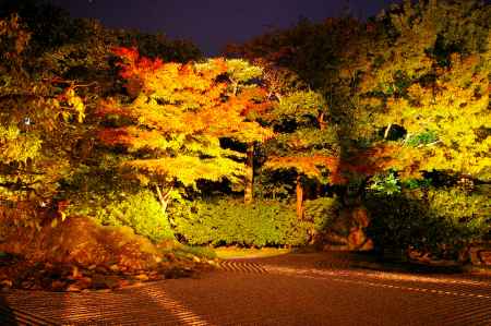 秋の圓徳院　ライトアップ2