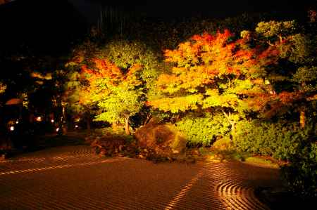 秋の圓徳院　ライトアップ3