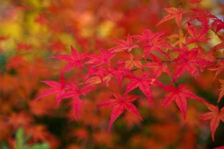 常寂光寺の紅葉