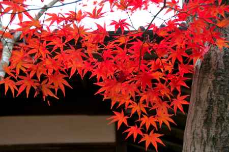 常寂光寺の紅葉2