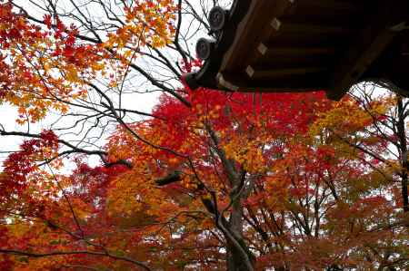 常寂光寺の紅葉3