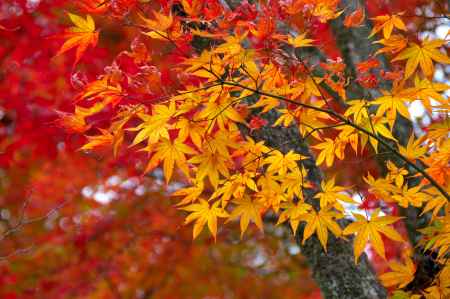 常寂光寺の紅葉4