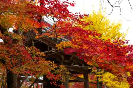 常寂光寺の紅葉6