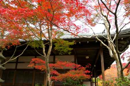 常寂光寺の紅葉8