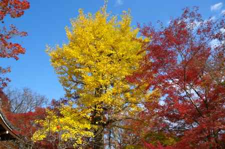 常寂光寺の紅葉9