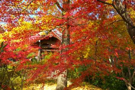 常寂光寺の紅葉10