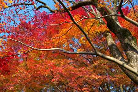 常寂光寺の紅葉11