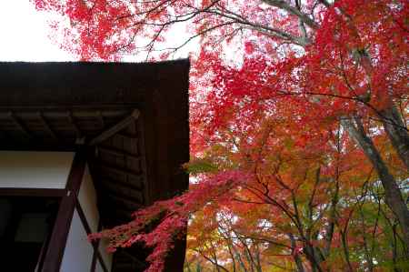 常寂光寺の紅葉12