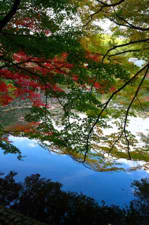 龍安寺鏡容池の紅葉5
