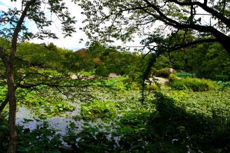 勧修寺　氷室の池6