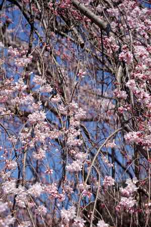 千本釈迦堂の阿亀桜2