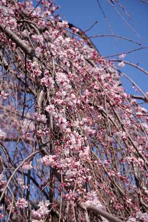 千本釈迦堂の阿亀桜３