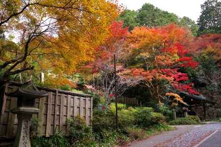 日向大神宮の紅葉