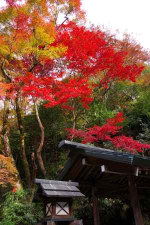 日向大神宮の紅葉2
